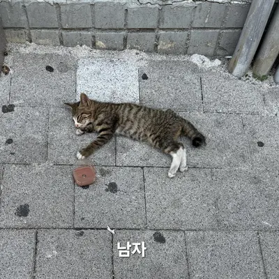 한국 고양이 사진
