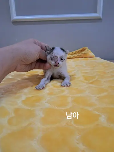 한국 고양이 사진