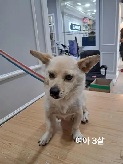믹스견 사진