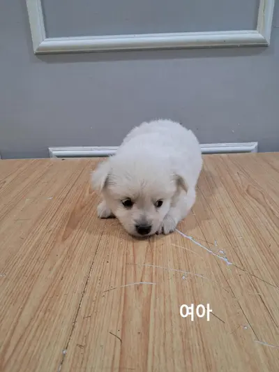 믹스견 사진