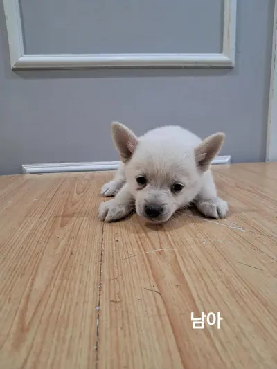 믹스견 사진