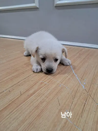 믹스견 사진