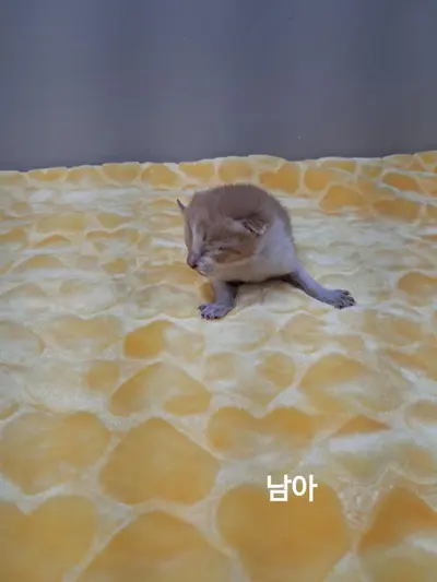 한국 고양이 사진