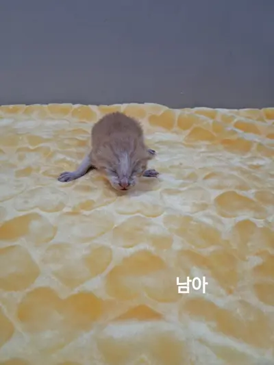 한국 고양이 사진