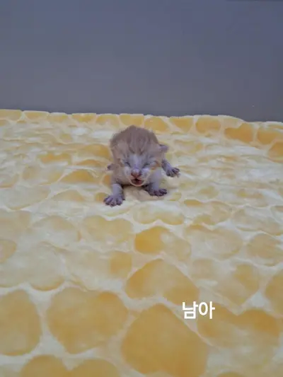 한국 고양이 사진