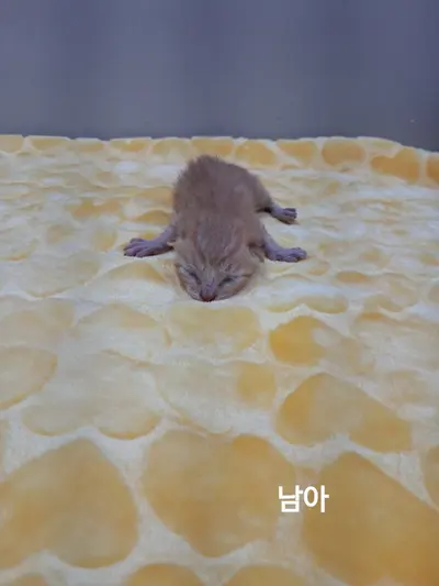 한국 고양이 사진