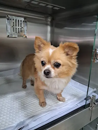 치와와 사진