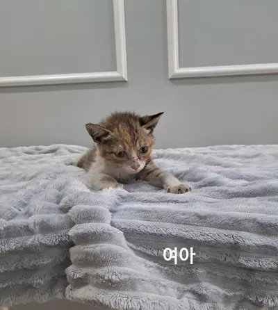 한국 고양이 사진