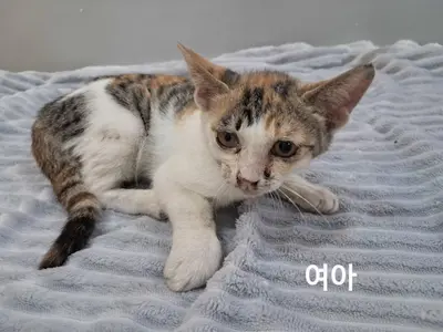한국 고양이 사진
