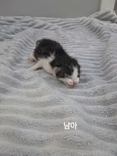 한국 고양이 사진