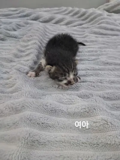 한국 고양이 사진