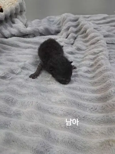 한국 고양이 사진