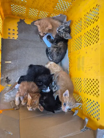 한국 고양이 사진