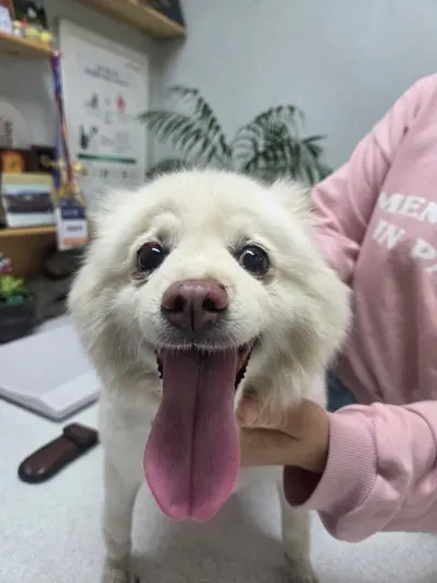 믹스견 사진