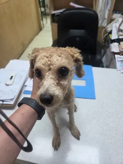푸들 사진
