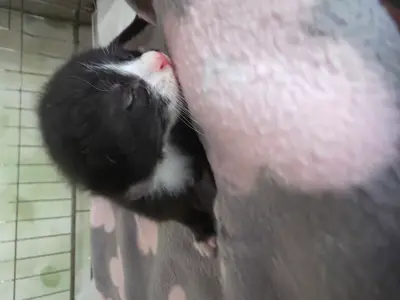 한국 고양이 사진