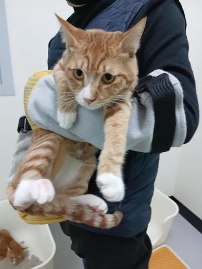 믹스묘 사진