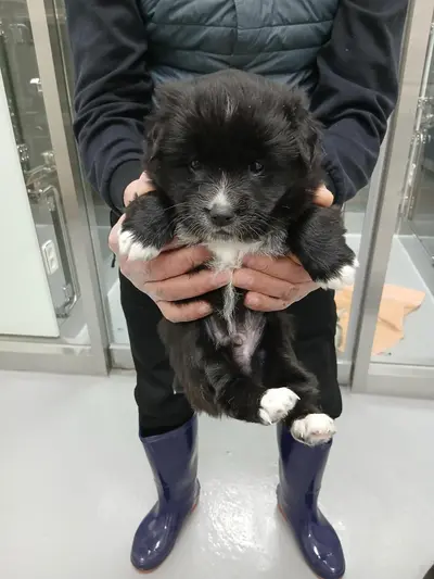 믹스견 사진