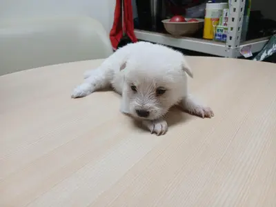 믹스견 사진