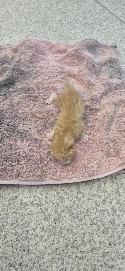 한국 고양이 사진