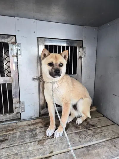 믹스견 사진