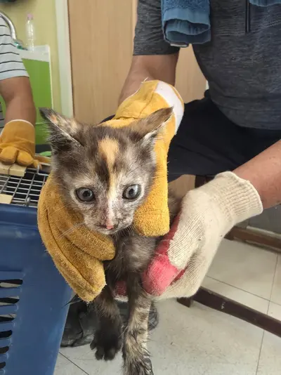 한국 고양이 사진