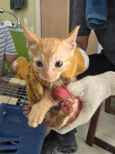 한국 고양이 사진