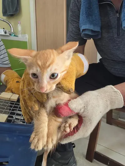 한국 고양이 사진