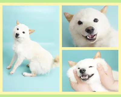 시바 사진