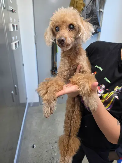 푸들 사진