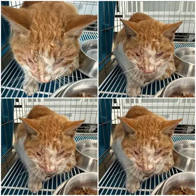 한국 고양이 사진