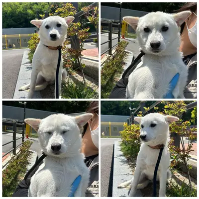 믹스견 사진