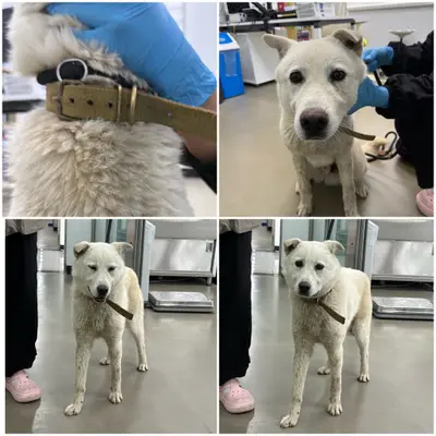 믹스견 사진