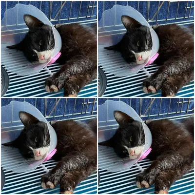 한국 고양이 사진