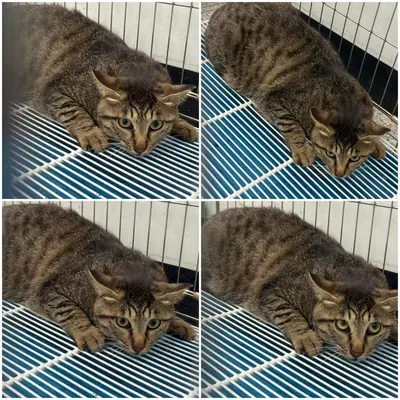 한국 고양이 사진