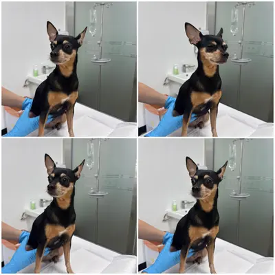 미니어쳐 핀셔 사진