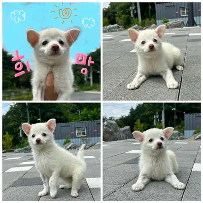 믹스견 사진