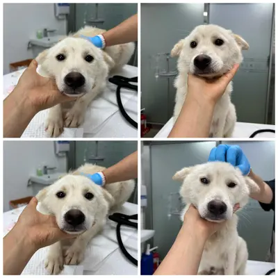 믹스견 사진