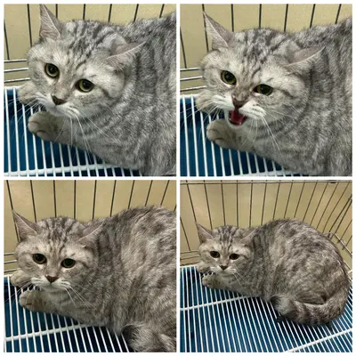 브리티시 쇼트헤어 사진
