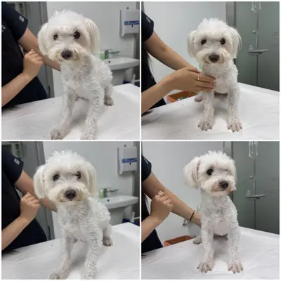 말티즈 사진