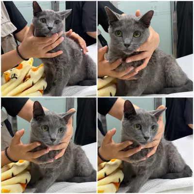 러시안 블루 사진