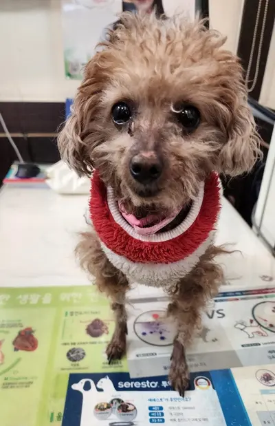 푸들 사진