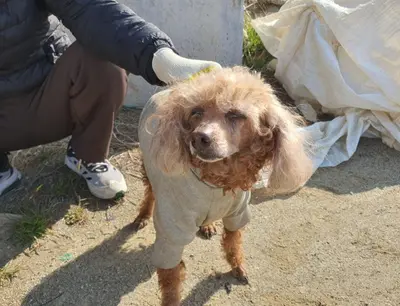 푸들 사진
