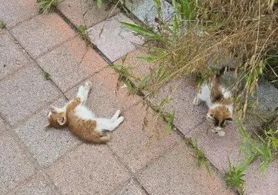한국 고양이 사진