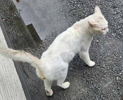 한국 고양이 사진