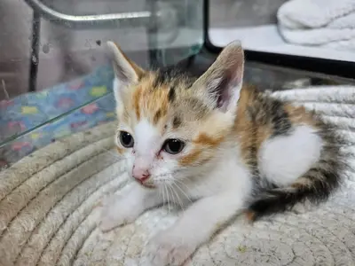 한국 고양이 사진