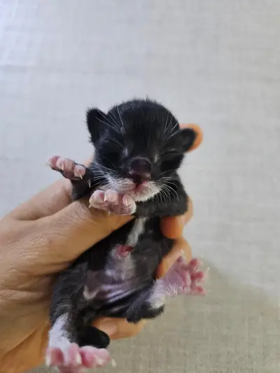한국 고양이 사진