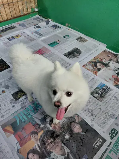 포메라니안 사진
