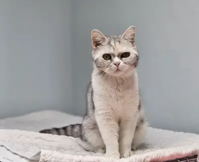 믹스묘 사진
