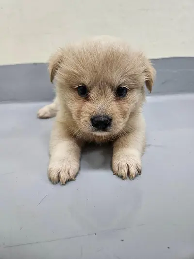 믹스견 사진